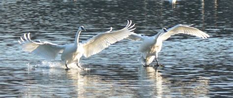 Trumpeter Swans An Iowa Comeback Story Indian Creek Nature Center