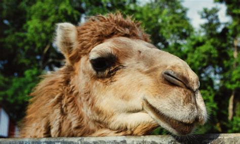 If you think it's hard to there are other differences between dromedary and bactrian camels besides the number of. Dromedary Camel