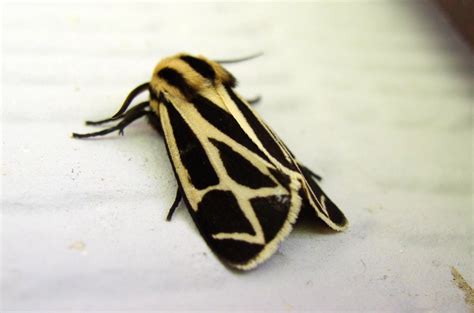 She understood what i wanted and working with her went very well but there wasn't enough time. Black and Yellow Moth | I like macro photography and have ...