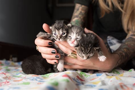 Baby Kittens For Adoption Near Me Cats Kitten Rehoming Adoption How