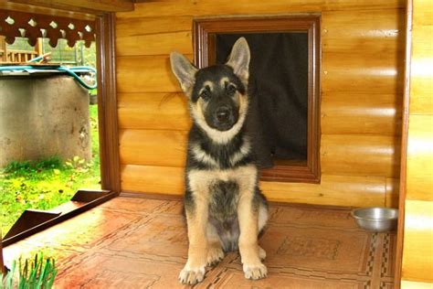 Top 10 Best Dog Houses For German Shepherds You Need To Know