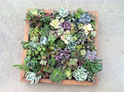 This Is A Scaled Down Version Of A Living Succulent Wall Which I