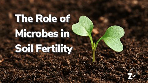 The Role Of Soil Microbes In Soil Fertility Regenz