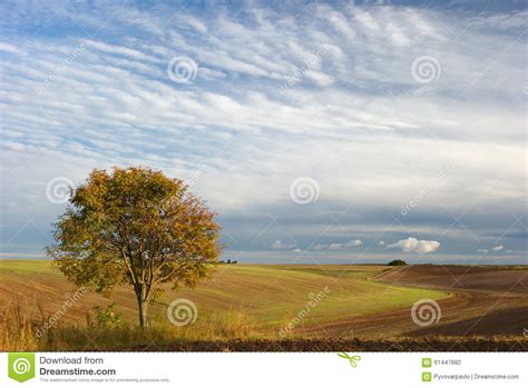 Lone Tree And Clouds Stock Photo Image Of Road Tree