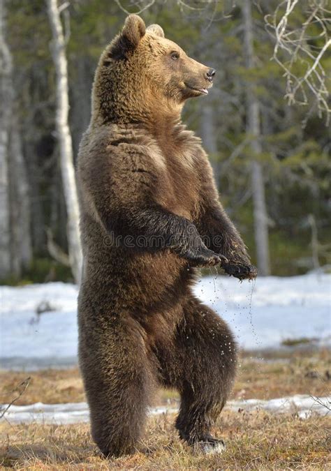 Brown Bear Ursus Arctos Standing On His Hind Legs Stock Photo Image Of Forest Mammal