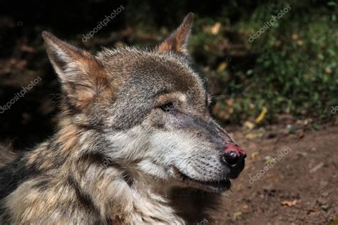 Eurasian Wolf Snout — Stock Photo © Wrangel 80520872