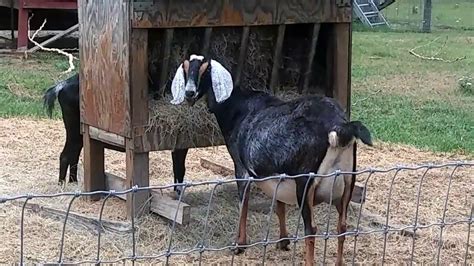 Meet My Goats Meet My Goats Youtube