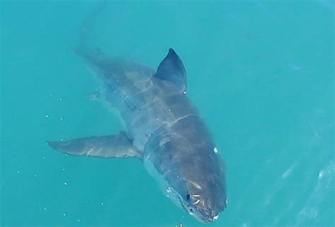 Great White Shark South Africa Photo Gansbaai South Africa