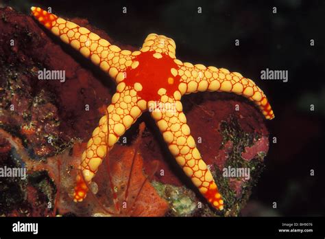 Mesh Starfish Fromia Monilis Soma Bay Safaga Red Sea Egypt Stock