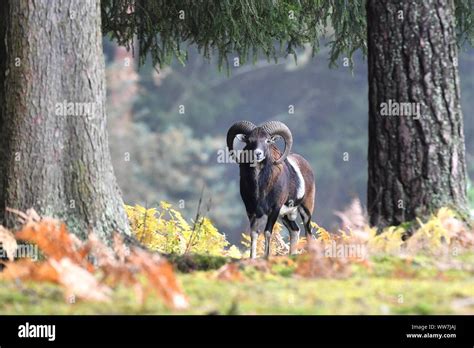 Mouflon Rut Hi Res Stock Photography And Images Alamy