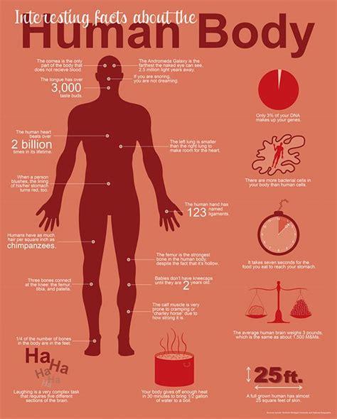 Interesting Facts About The Human Body On Behance Human Body Facts