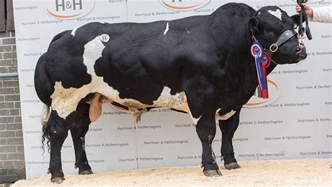 Taking Stock British Blue Bull Smashes Breed Record At 24000gns