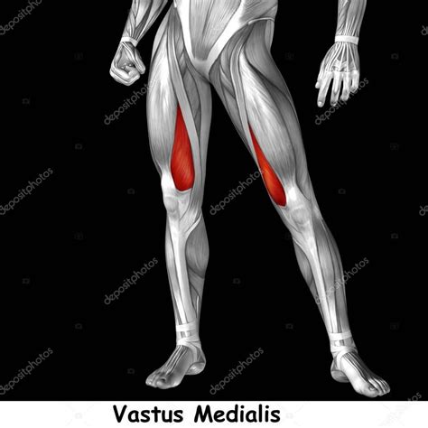 Muscle anatomy diagram front upper thigh pain symptoms lower leg muscle anatomy the hollow of thigh thigh posterior knee muscle anatomy. Human upper leg anatomy - Stock Photo , #Aff, #leg, #upper, #Human, #Photo #AD in 2020 | Leg ...