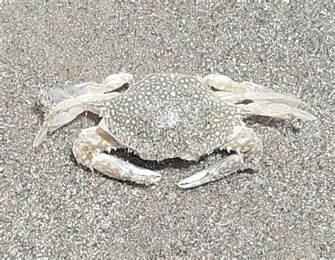 Speckled Swimming Crab From Brunswick County Nc Usa On June 28 2023