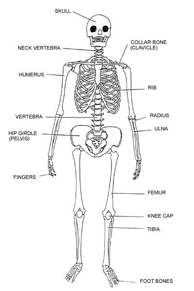 Labeled Human Skeleton Human Body Human Body Systems Skeletal System Skeletal System