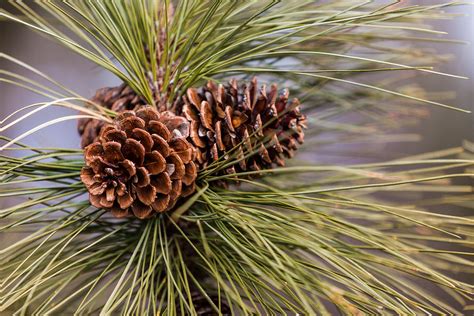 Ponderosa Pine Cone Photograph By Ben Adkison Fine Art America