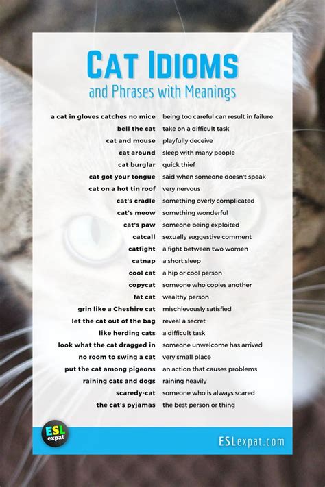 Discover Common Cat Idioms And Phrases With Meanings English Idioms