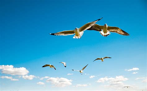 Wallpaper Birds Sky Wings Flying Sea Gulls Scale Flight