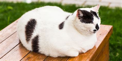 List Of 6 Cat Loaf Of Bread