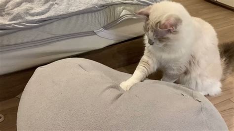 【動画】ビーズクッションの感触が気になって仕方ない猫さん いきぬき2ちゃんねる