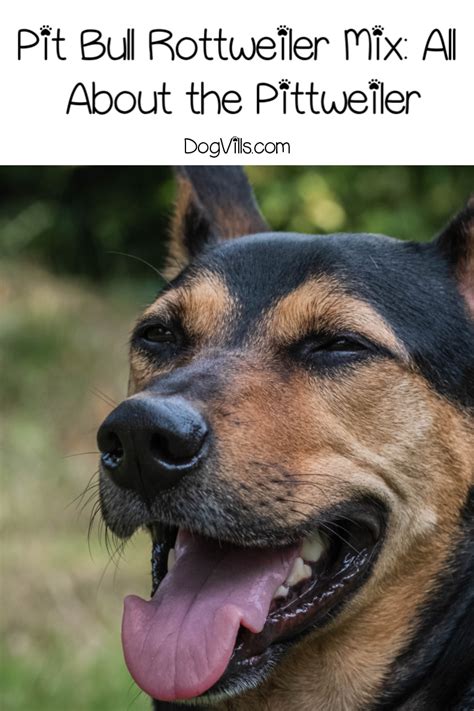 Therefore, more and more professionals in the nutritional field are recognizing that not all dog breeds are created equal and that dogs may thrive. Pit Bull Rottweiler Mix: All About the Adorable Pitweiler ...