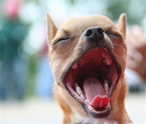 Why Do Dogs Yawn