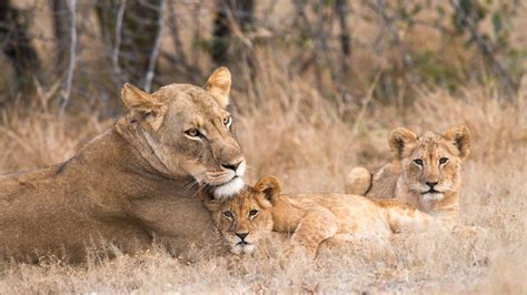 Lion Behavior For Photographers Nikon Rumors