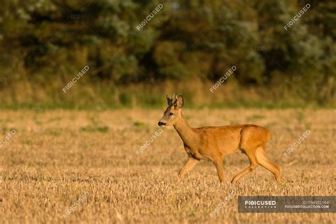 Roe Deer Buck Walking Through Crop Field — Capreolus Capreolus Side