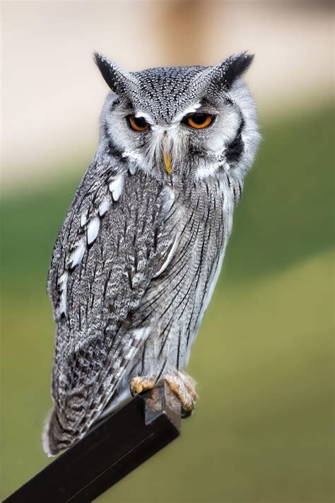 Northern White Faced Owl Ptilopsis Leucotis Fotos De Corujas