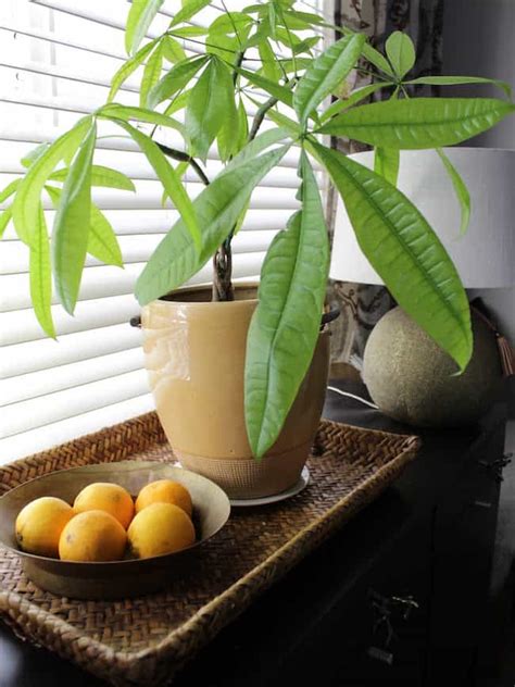 Check spelling or type a new query. How To Grow Money Tree : Money Tree Plants Care Tips ...
