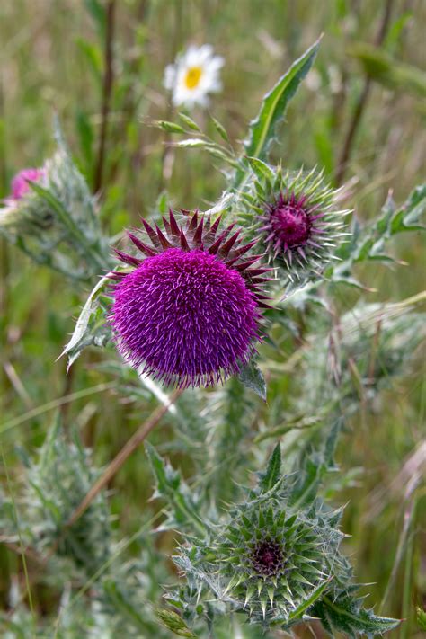 2 June, Thistle Flower, Stoughton, Thistles, Wildflowers, Dream Big
