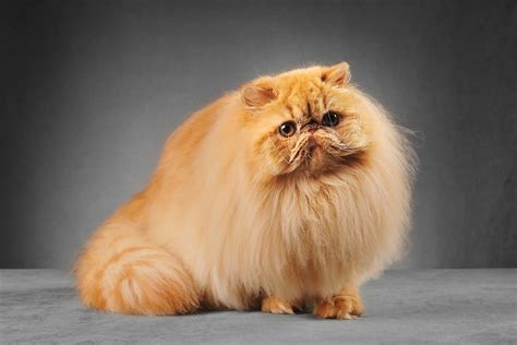 Persian Cat Breed Information And Advice Your Cat