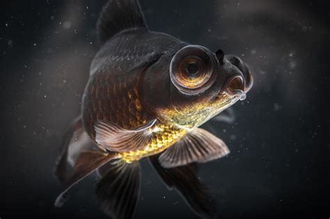 Detailed Photographs Of Rare Fish Species Fubiz Media
