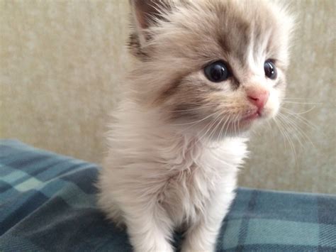 The 50 Best Funny Kitten Pictures Of All Time