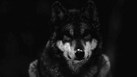 Dark Forest Wolf Wallpapers Wolf Wallpaperspro