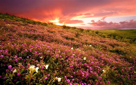 Flower Field Sunset HD Wallpaper | Background Image | 1920x1200 | ID