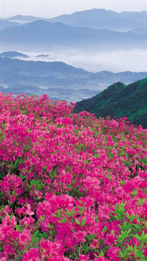 One of the most beautiful scenery pictures with pink flowers, white flowers, green trees, grass, mountains, and sky. Pin by Bonnie Sumner on Fields of Flowers | Landscape