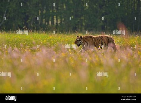 The Siberian Tiger Amur Tiger Panthera Tigris Altaica In His