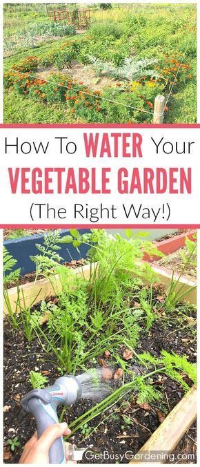 How To Water A Vegetable Garden The Right Way Vegetable Garden