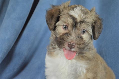 Find your perfect havanese puppy for sale and you'll be welcoming an incredibly loving, devoted, happy and playful little companion into your home. Havanese Puppies for Sale | Royal Flush Havanese