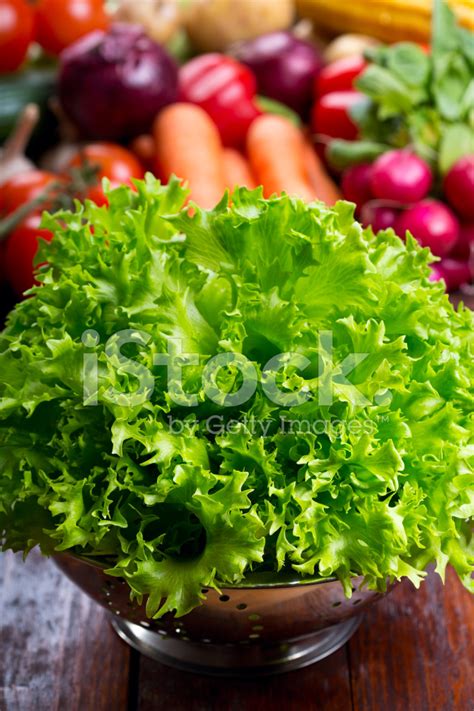Green Lettuce Salad Stock Photo Royalty Free Freeimages