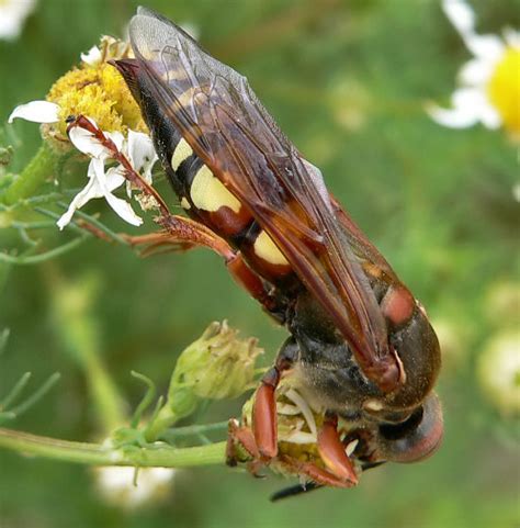 Western Cicada Killer Sphecius Grandis Bugguidenet