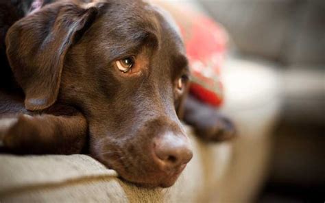 Busting Bad Dog Behavior Dealing With Separation Anxiety Pet Facts Blog