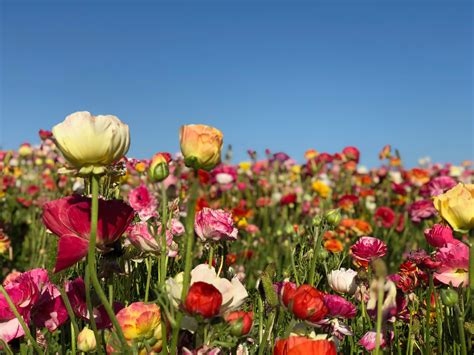The Carlsbad Flower Fields Officially Open March 1st