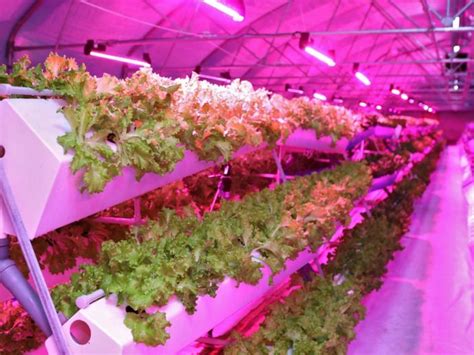 Aeroponic Gardening How To Create An Aeroponic System For Plants