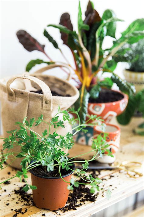 How To Growing An Indoor Herb Garden