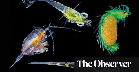 The Microscopic Magic Of Plankton Environment The Guardian