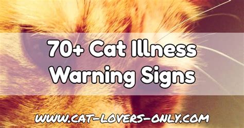 This is a classic sign of renal failure. Cat Illness Warning Signs: What Symptoms to Look For