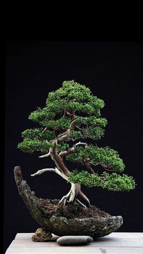 Juniper Tree Wallpapers - Top Free Juniper Tree ...