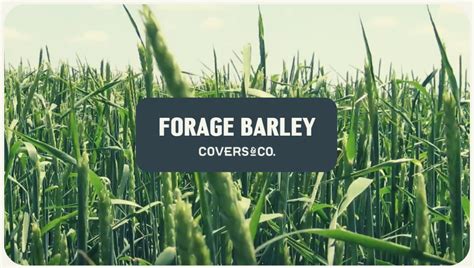 Forage Barley — A Plant Diversity Company